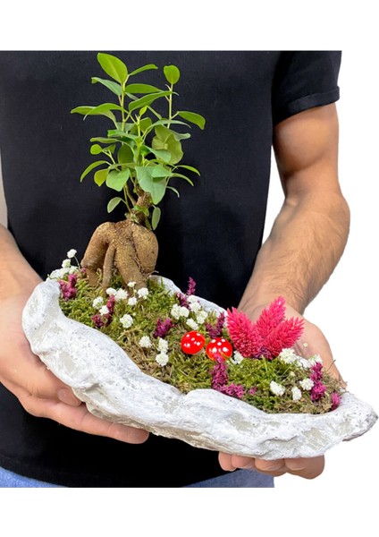 Beton Kaya Saksıda Mini Ficus Ginseng Bonsai fırsatları