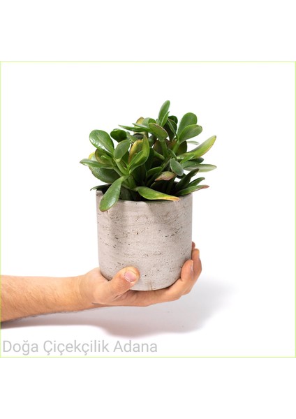 Seramik Saksıda Para Ağacı Bereket Ağacı Crassula Ovata 01