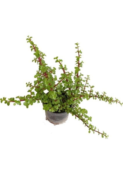 Yeşim Ağacı 45- 50 cm Boyunda , Crassula Ovata, Para Çiçeği, Para Ağacı fiyatları