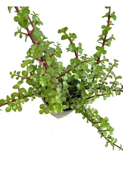 Yeşim Ağacı 45- 50 cm Boyunda , Crassula Ovata, Para Çiçeği, Para Ağacı modelleri