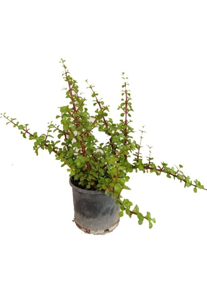 Yeşim Ağacı 45- 50 cm Boyunda , Crassula Ovata, Para Çiçeği, Para Ağacı fırsatları