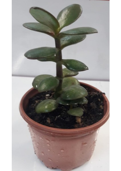 Para Çiçeği 15-20 cm Boyunda Sağlıklı Çiçekler
