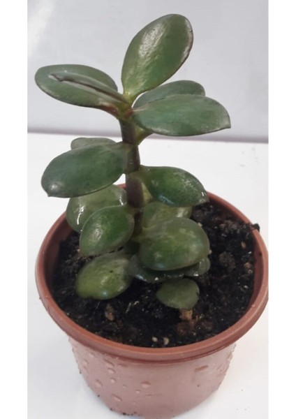 Para Çiçeği 15-20 cm Boyunda Sağlıklı Çiçekler fiyatları