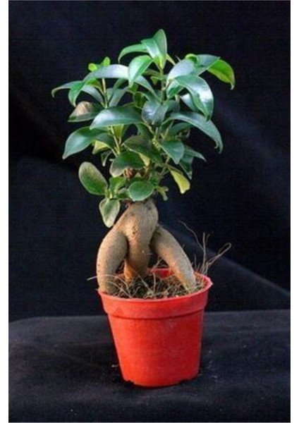 Bonsai Ficus Gignseng