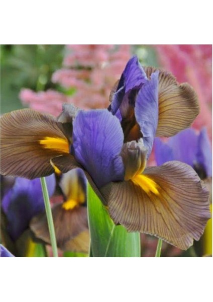 Bitki Dünyam Golden Beauty Iris Süsen Soğanı - 10 Adet