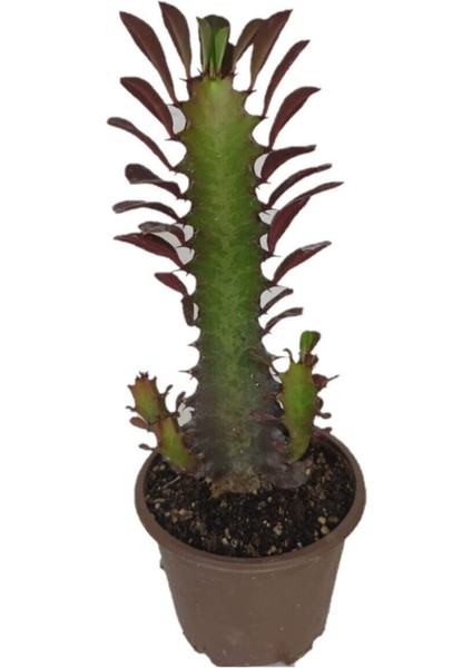 Euphorbia Trigona Rubra Kaktüs Kırmızı Süt Ağacı 10/20 cm Arası