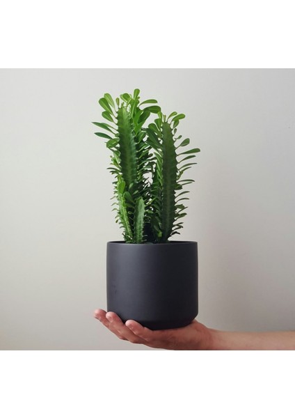 Süt Ağacı Dekoratif Saksıda Euphorbia Trigona