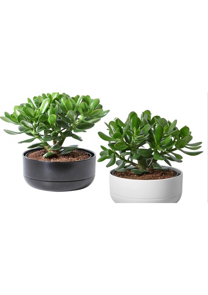 1 Adet Taş Saksıda Para Ağacı Bereket Çiçeği Crassula Ovata