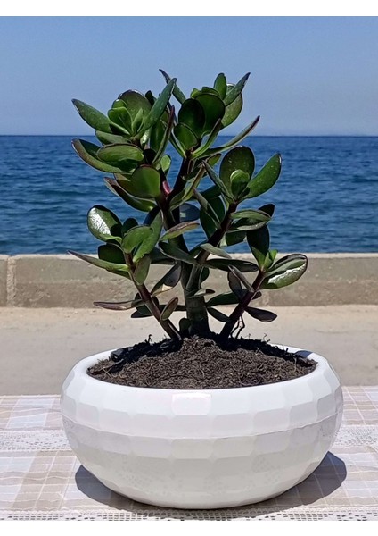 Crassula Ovata- Para Çiçeği- Bereket Bitkisi- 23-30 cm