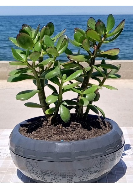 Crassula Ovata- Para Çiçeği- Bereket Bitkisi- 23-30 cm