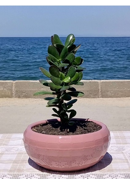 Crassula Ovata- Para Çiçeği- Bereket Bitkisi- 23-30 cm