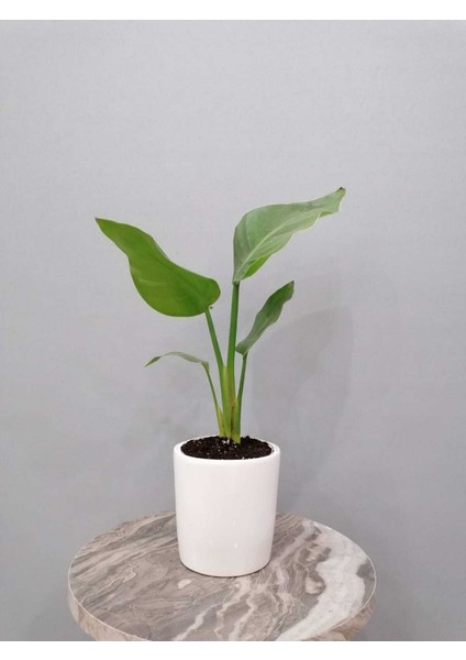 Starliçe Bitkisi (40 Cm) Dekoratif Saksılı