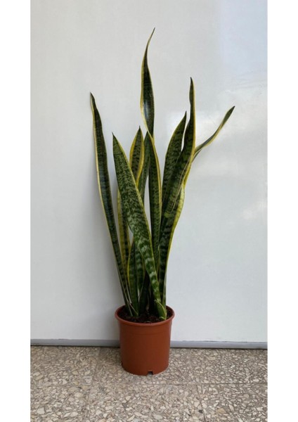 Paşa Kılıcı Sansevieria