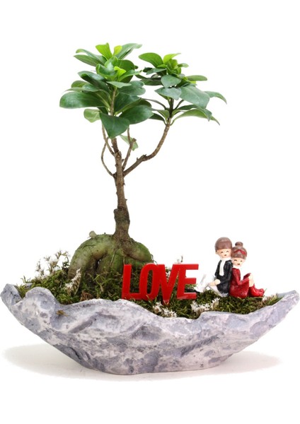 Mini Bonsai