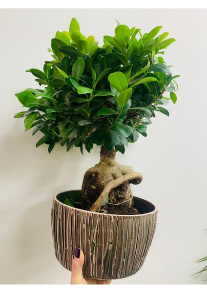 Bonsai
