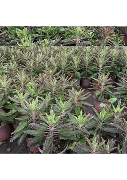 Bol Yavrulu Aşkın Gözyaşları Çiçeği (Kalanchoe Daigremontiana) / 30-40 Cm.