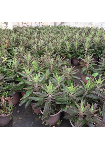 Bol Yavrulu Aşkın Gözyaşları Çiçeği (Kalanchoe Daigremontiana) / 30-40 Cm. fiyatları