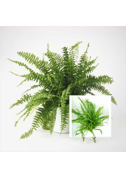 Aşk Merdiveni Seramik Saksıda Nephrolepis 00100101