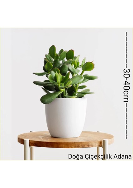 Para Ağacı Bereket, İyi Şans ve Para Çiçeği Crassula Ovata 01