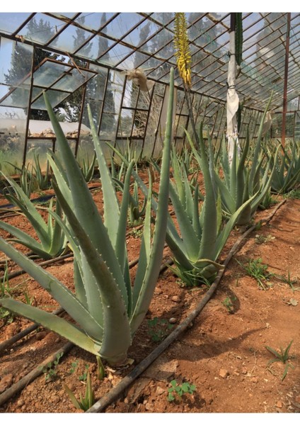 2 Adet Aloe Vera Fidanı Tıbbi Sarısabır 20 cm Saksısız Köklü