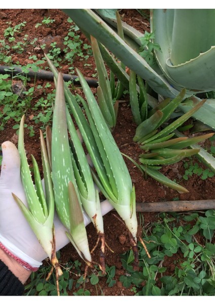 2 Adet Aloe Vera Fidanı Tıbbi Sarısabır 20 cm Saksısız Köklü