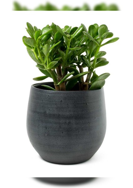 Taş Saksıda Para Çiçeği Crassula Ovata Şans ve Bereket Çiçeği