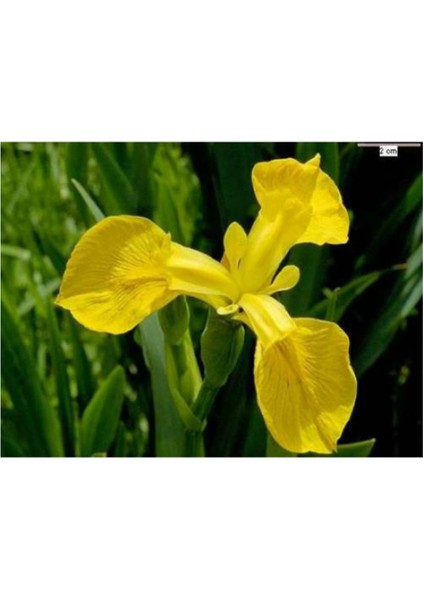 Bitki Dünyam Golden Beauty Iris Süsen Soğanı - 5 Adet