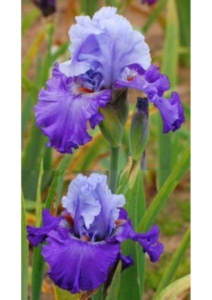 Bitki Dünyam 2 Adet Cornflower Renk Iris (Süsen) Germenica Çiçek Soğanı