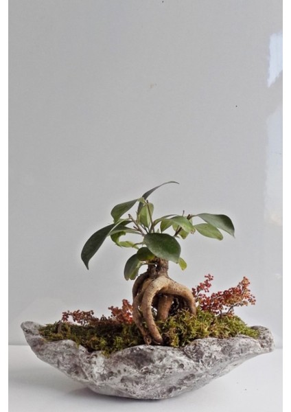 Bonsai Ev-Ofis Bitkisi Gondol Saksıda