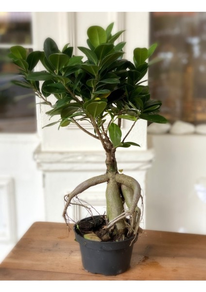 Ficus Bonsai Kauçuk Minyatür Ağaç 35-40 cm