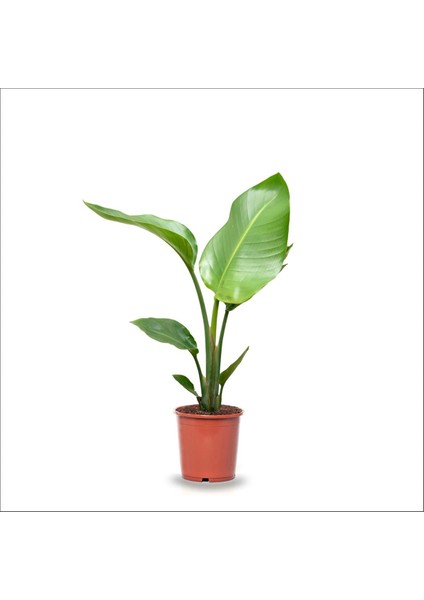 Starliçe Cennet Kuşu Çiçeği 40-50 cm fırsatları