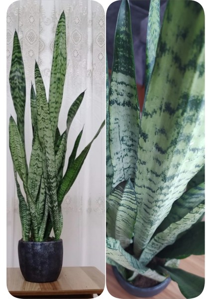 Paşa Kılıcı Peygamber Kılıcı Dekoratif Saksıda 001010100101