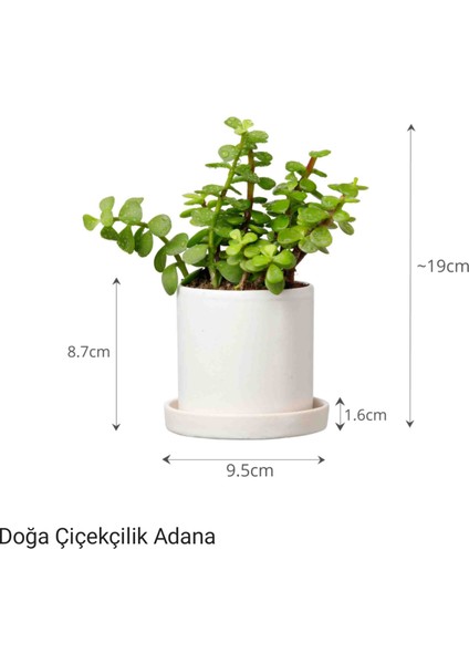 Para Çiçeği Özel Saksıda Afra Portulacaria
