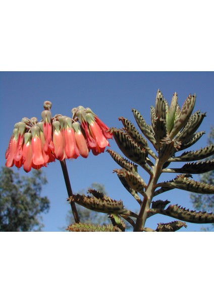 Aşkın Gözyaşları Çiçeği