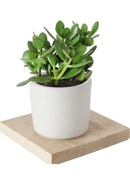 Seramik Saksıda Crassula Ovata Para Çiçeği+5 Alman Zambağı