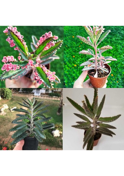 Orta Boy 1 Pembe ve 1 Yeşil Aşkın Gözyaşı 20 cm