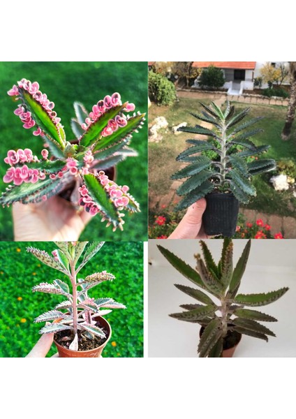 Orta Boy 1 Pembe ve 1 Yeşil Aşkın Gözyaşı 20 cm fiyatları