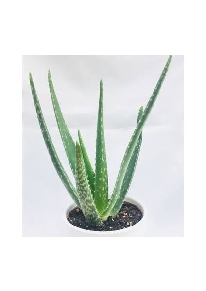 2 Adet Aloe Vera Plastik Saksıda