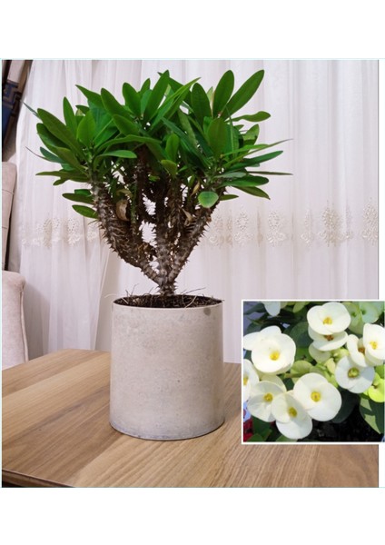 Dekoratif Saksıda Beyaz Dikenler Tacı