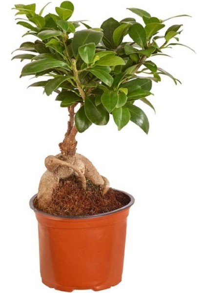 Bonsai Minik Ağaç Bonzai Gövde Carmona 25 cm Masa Üstü Bitki Ev Bitkisi Salon