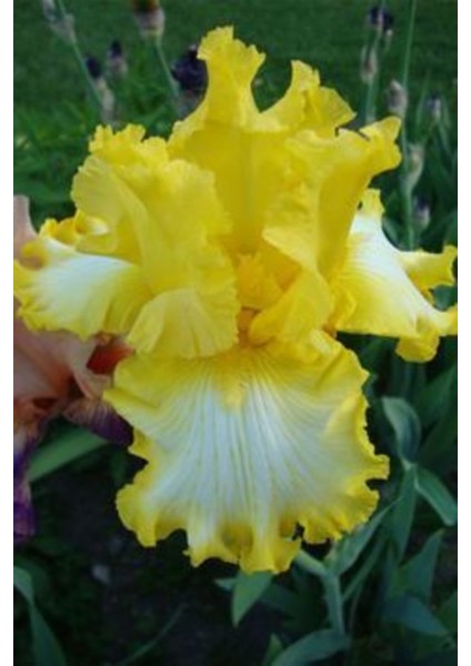 2 Adet Yellow Bird Renk Iris (Süsen) Çiçek Soğanı