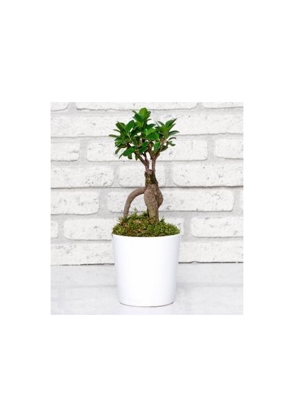 Kar Beyaz Porselen Saksıda Bonsai+Kaktüs