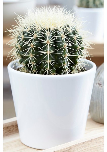 Altın Fıçı Kaktüs Echinocactus Grusonii