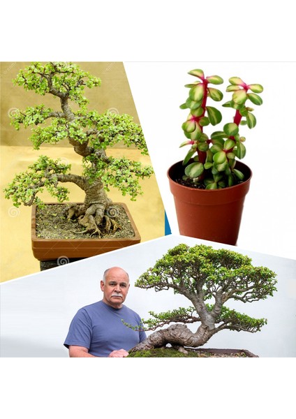 Bonsai Ağacı Fidesi Afra Yeşim 5.5 828EOOROR
