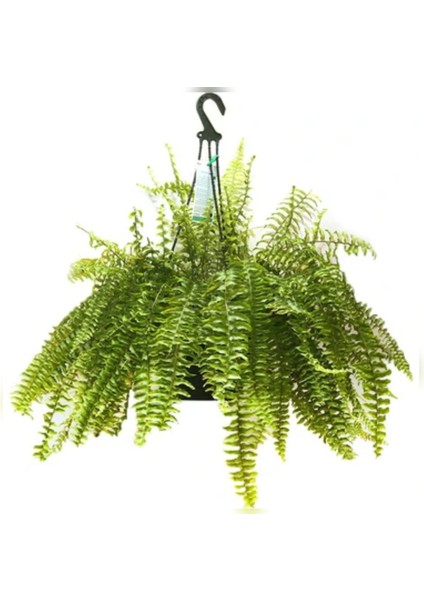 Aşk Merdiveni Büyük Askılı Saksıda Nephrolepis