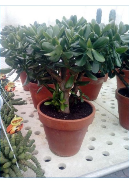Crassula Ovata Bereket Ağacı Para Çiçeği