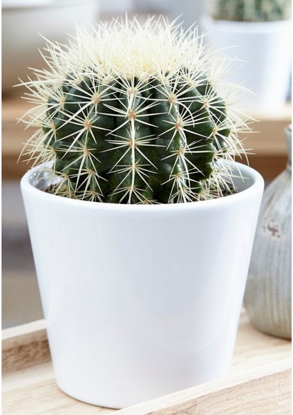 Altın Fıçı Kaktüs Echinocactus Grusonii