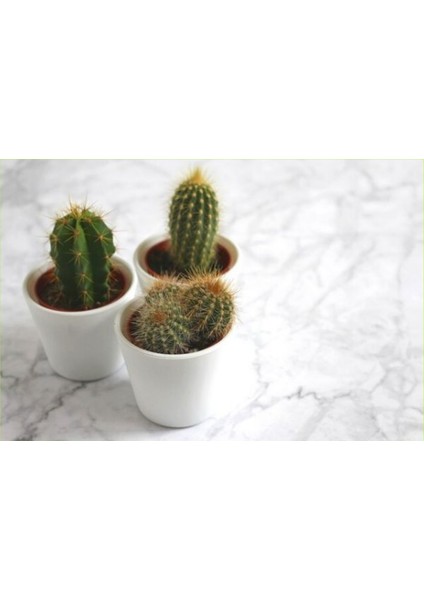 3 Adet Seramik Saksıda Kaktüs ve Sukulent Altlıksız
