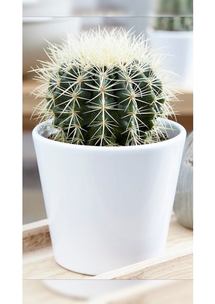 Altın Fıçı Kaktüs Echinocactus Grusonii
