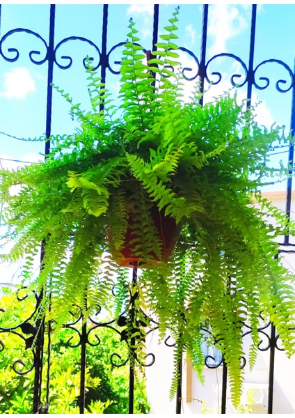 Askılı Saksıda Aşk Merdiveni Nephrolepis 000111